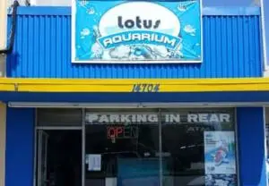 Lotus Aquarium